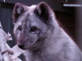 Close-up of our rctic fox Finja's beautiful face