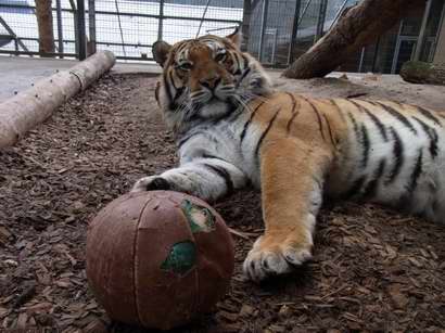 Tiger Igor chillaxing like a boss with his toy ball