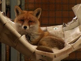 Red fox Lea enjoying the day in her hammock