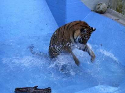 Tiger lady Rhani playing in the pool