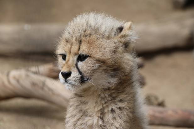 cheetah baby