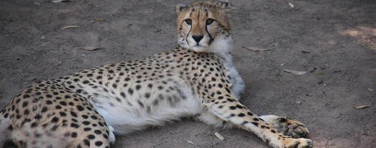 Cheetah relaxing