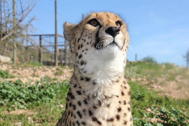 Cheetah 'Lex'