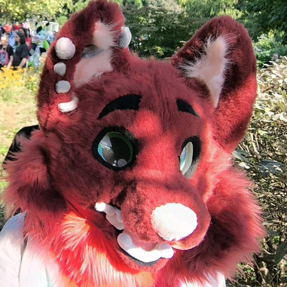pachi_the_fox
