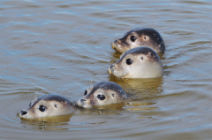 Photo © by Seehundstation Friedrichskoog