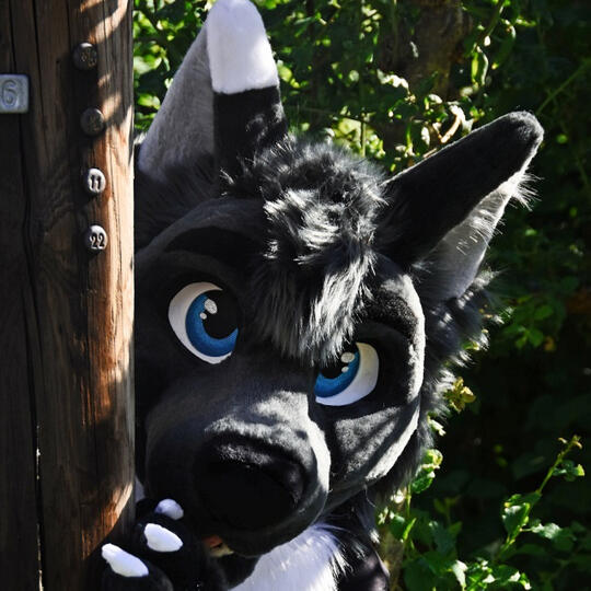 Tako_Wolf