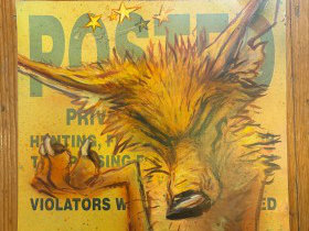 Coyote on Posted Sign